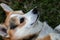 Close-up muzzle of a Welsh Corgi dog. Welsh Corgis are playful and sociable dogs