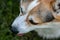 Close-up muzzle of a Welsh Corgi dog. Welsh Corgis are playful and sociable dogs