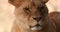 Close-up of muzzle of young lioness, slow motion 120 fps