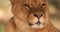 Close-up of muzzle of young lioness, slow motion 120 fps