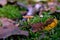 Close up of a Mycena epipterygia mushroom. Forest floor with fall colors and moss. Selective focus blurry in background