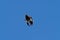 Close up Mynah Bird Jumping in The Air Isolated on Blue Sky with