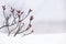 Close up Myrica gale bush branches with snow. Low angle winter botanical scene. Depth of field. Soft natural forest minimalistic n