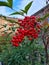 Close up of Nandina or Sacred Bamboo or Heavenly Bamboo Nandina domestica