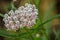 Close up of Narrow leaf milkweed Asclepias fascicularis wildflowers
