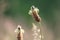 Close up Narrow leaved Plantain Flowers