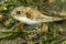 Close up of Narrow lined pufferfish, Lombok, Indonesia. A young individual Arothron manilensis among seaweed at a low