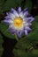 Close-up of a native Australian water lily Nymphaea violacea in the wild