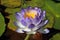 Close-up of a native Australian water lily Nymphaea violacea in the wild