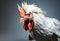 Close-up of native chicken in studio, For art texture, presentation design or web design and web background.