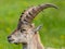 Close-up natural alpine ibex capricorn with green meadow