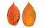 Close-up, natural autumn leaf. Grungy, ragged, old autumn apricot leaf. Isolated