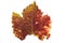 Close-up, natural autumn leaf. Grungy, ragged, old autumn grape leaf. Isolated