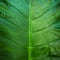 Close up natural backlight green leaf background texture