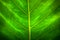 Close up natural backlight green leaf background texture