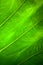 Close up natural backlight green leaf background texture