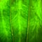 Close up natural backlight green leaf background texture