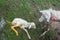 Close up of a natural birth of a white lamb on the farm assisted by the shepherd