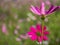 Close up of natural Cosmos flower