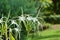 Close Up Natural Fresh White Flower Of Beach Spider Lily Or Hymenocallis Littoralis Blurry Green Background