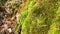 Close-up of natural green moss, lichen on the tree in the woodland