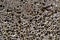 Close up of natural pumice stone texture . Porous pumice abstract background.