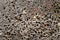 Close up of natural pumice stone texture . Porous pumice abstract background.