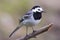 Close-up natural white wagtail bird motacilla alba standing on branch