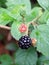 Close up of natural wild blackberries ripening on a bush in a forest setting