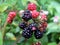 Close up of natural wild blackberries ripening on a bush in a forest setting