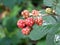 Close up of natural wild blackberries ripening on a bush in a forest setting