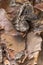 Close up nature background image of peeling bark on a river birch tree trunk in a forest in the Midwest