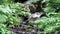 Close-up of nature corners with plants and stones. Stock footage. Beauty of untouched wildlife in details of plants and