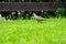 Close up the nature dove walks in the grass field in the morning day