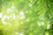 Close up of nature view green leaf on blurred greenery background under sunlight with bokeh and copy space using as background