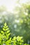 Close up of nature view green Millingtonia hortensis leaf on blurred greenery background with bokeh and copy space using as