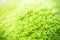 Close up of nature view moss green leaf on blurred greenery background under sunlight with bokeh and copy space using as