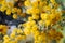 Close up nature yellow Mimosa fluffy flower blurry background selective focus