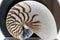 Close up of Nautilus fossil