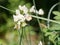 Close up of Neapolitan garlic & x28;allium neapolitanum& x29; flowers in bloom