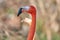 Close-up of the neck and head of a Caribbean flamingo