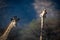 Close-up of necks of two southern giraffes