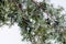 Close-up on needles and berries on juniper branches