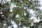 Close-up on needles and berries on juniper branches