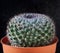 Close up needles of succulents cactus plant in pot against dark