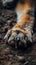 Close-up of a neglected pet\\\'s paws, dirt and soil embedding the fur, a silent call for attention and love