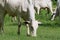 Close up of Nelore or Nellore cattle grazing on green grass in Brazil