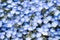 Close up of Nemophila Baby blue eyes flower background