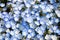 Close up of Nemophila Baby blue eyes flower background