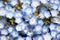 Close up of Nemophila Baby blue eyes flower background